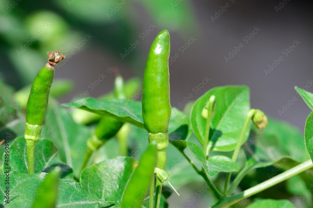 Naklejka premium close-up fresh bird chilli pepper
