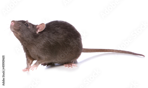 rat studio cutout