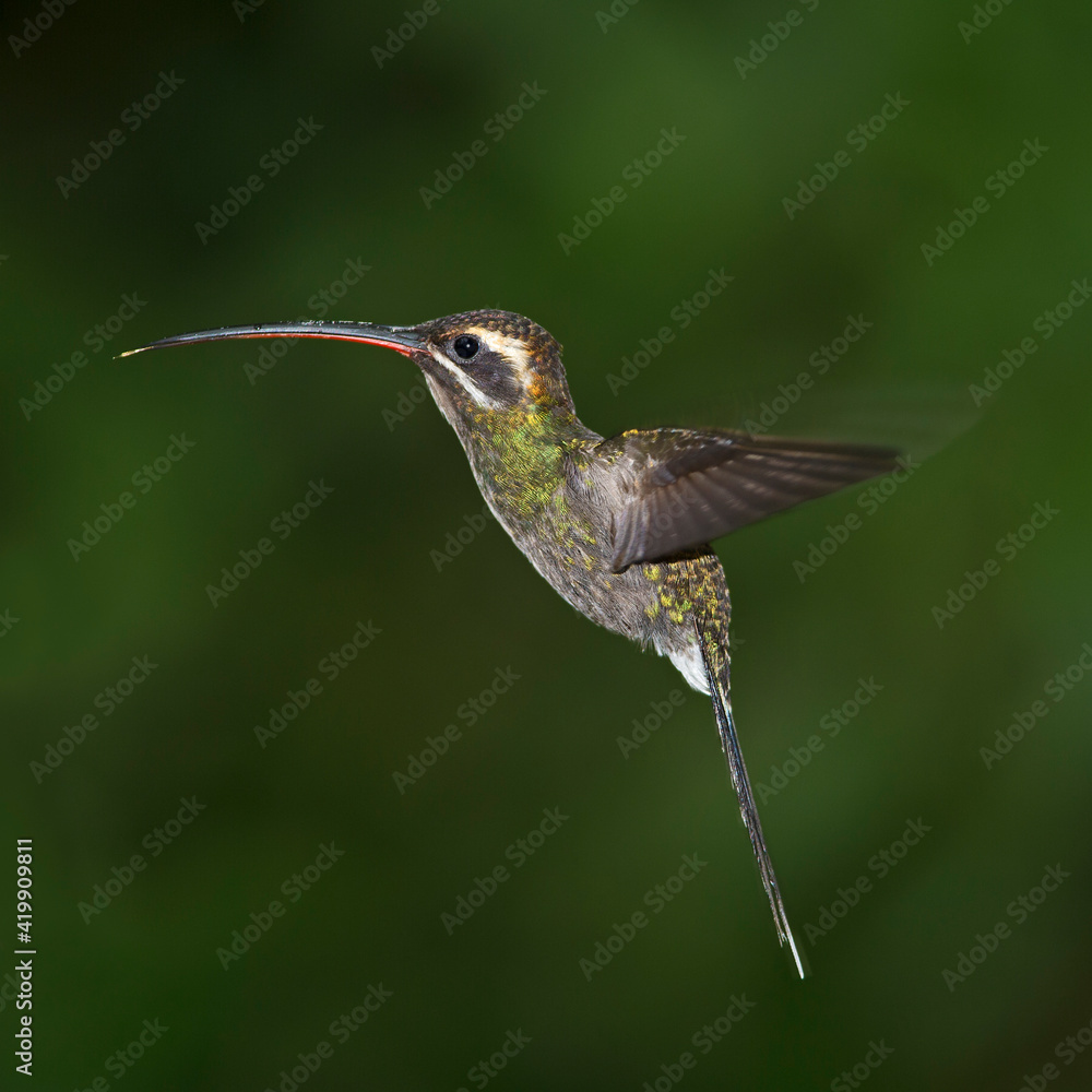 Fototapeta premium White-whiskered Hermit