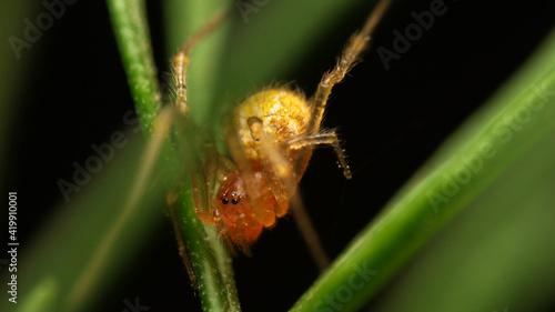close-up little orange spider on leaf