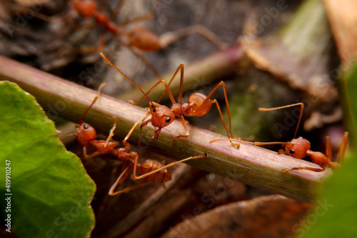 close-up ant on leaf