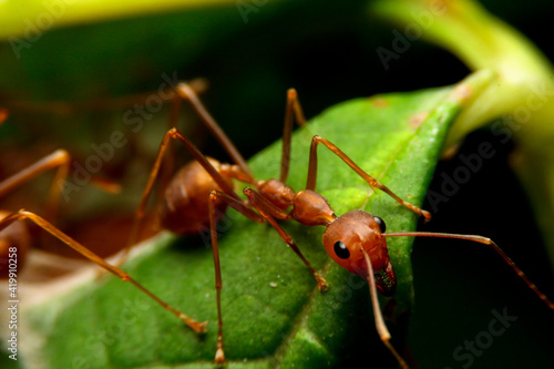 close-up ant on leaf © afe207