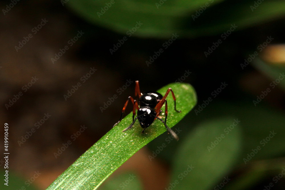 close-up black ant and red leg close-up black ant and red leg