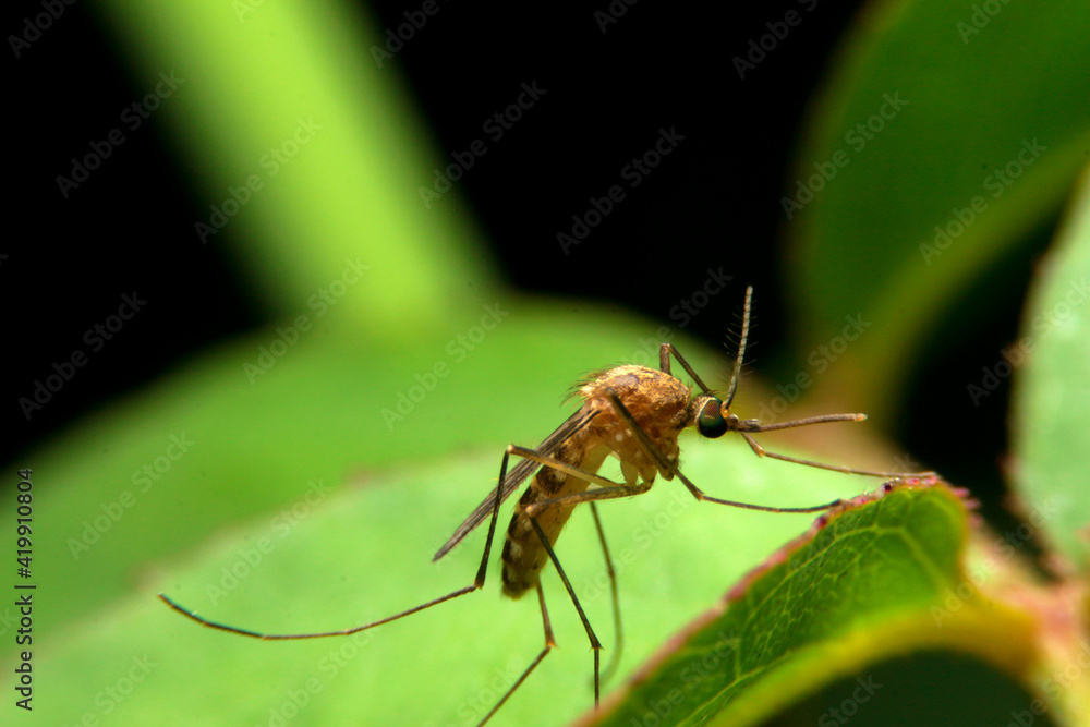 close-up female mosquito on green leaf, night time close-up female mosquito on green leaf, night time