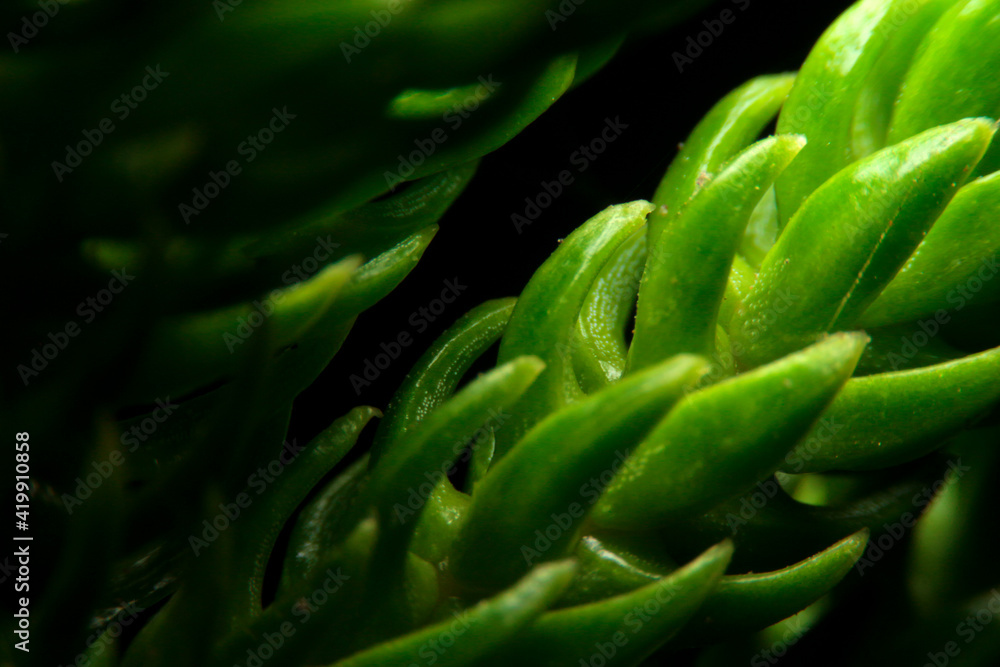close-up norfolk island pine leaf
