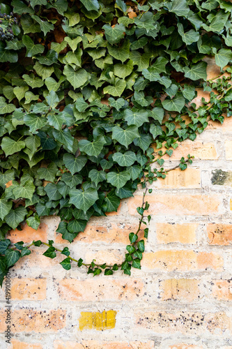  Background formed by ivy on the wall. A carpet of ivy is clinging to the wall, macro photography shows details of ivy leaves and the brick wall.