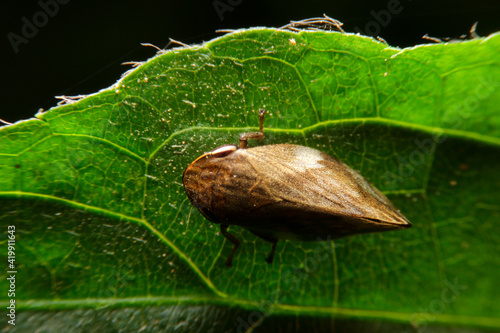 close-up philaenus spumarius, meadow froghopper, meadow spittlebug photo