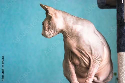 A beautiful grey and white Canadian Sphynx cat is sitting on a scratching tower and looking on the left. Bald leather cat against a blue wall. Pet toys in the modern interior. . High quality photo