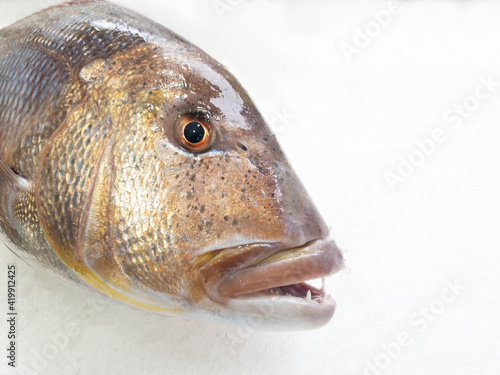 A big dentex in a fish market on ice,close up details. Common dentex (Dentex dentex).