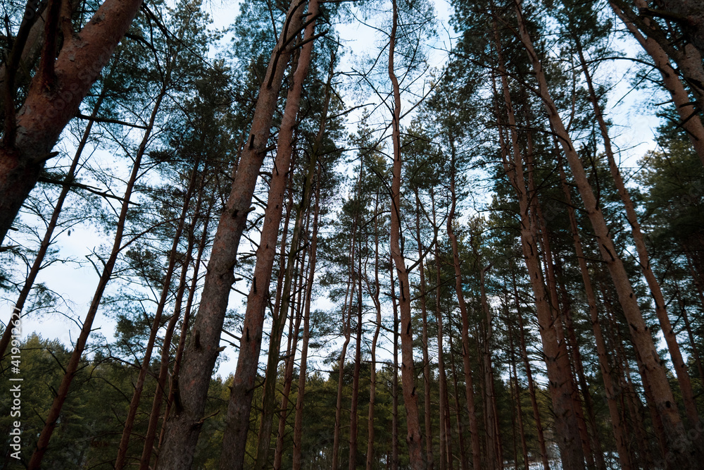 Fototapeta premium trees in the forest