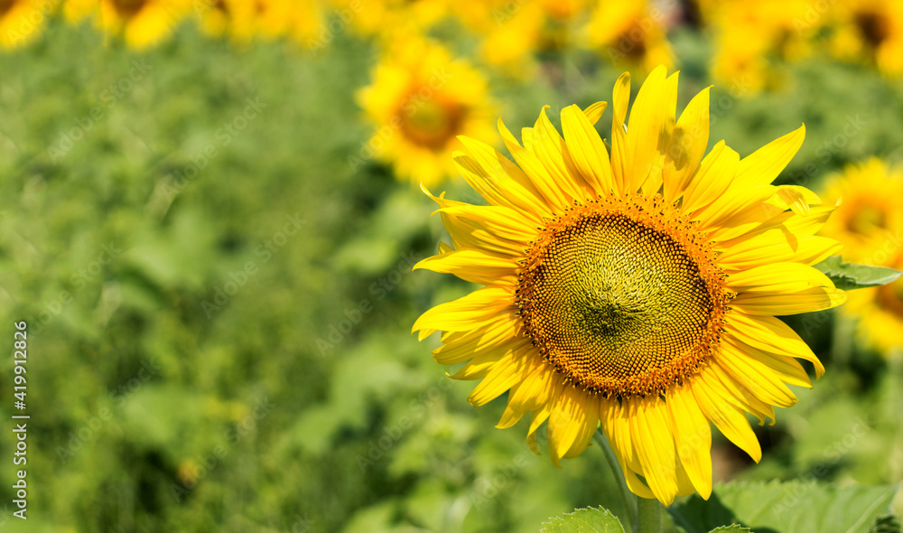 sunflower garden on nature