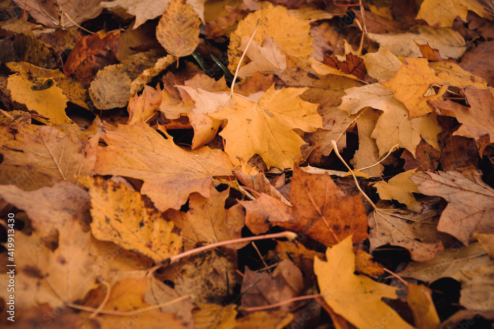 Closeup macro of many leaves lying on ground