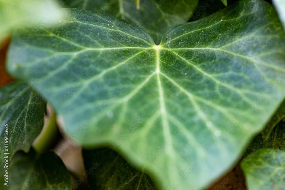Background of an ivy leaf with veins, the macro photograph of a leaf shows all the details of its structure. Background of an ivy leaf with veins, the macro photograph of a leaf shows all the details of its structure.