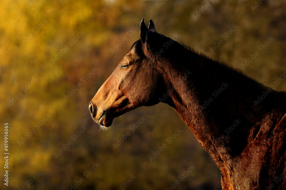 Naklejka premium śpiący koń