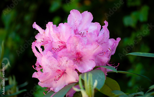 Beauty flower blooms in forest