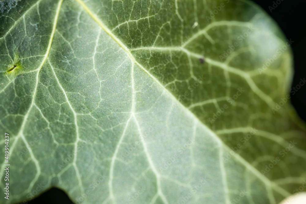 Background of an ivy leaf with veins, the macro photograph of a leaf shows all the details of its structure. Background of an ivy leaf with veins, the macro photograph of a leaf shows all the details of its structure.