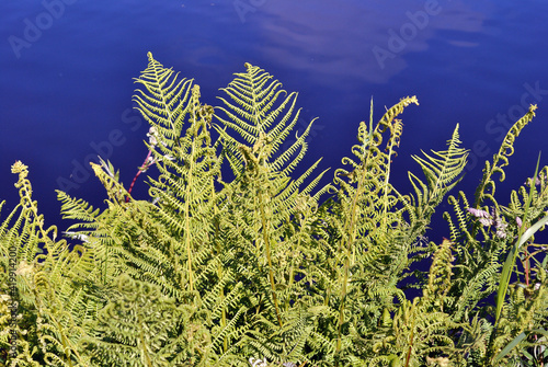 Close Up Detail of New Green Fern Leaves beside Waters of Canal photo