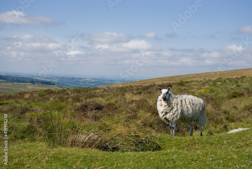 Scottish Greyface photo