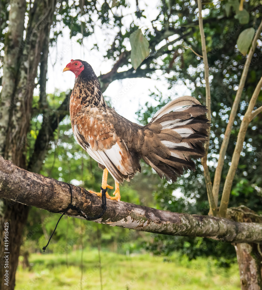 Fototapeta premium Gallo de pelea bien entrenado en Panamá 
