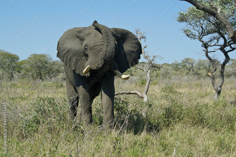 Bull elephant raising trunk, Tembe National Elephant Park, Kwazulu-Natal, South Africa