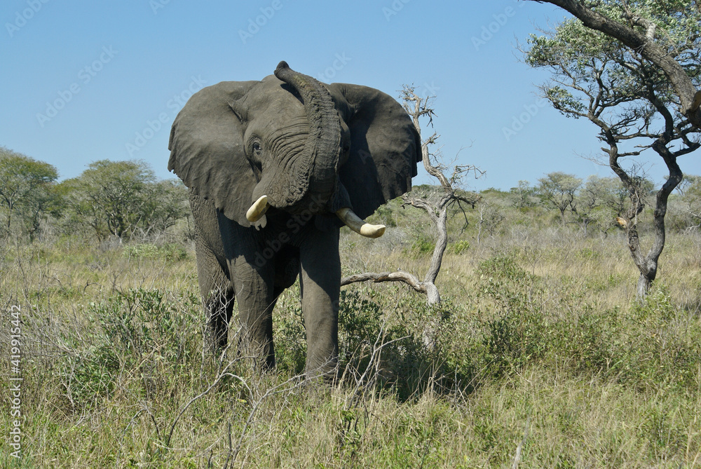 Fototapeta premium Bull elephant raising trunk, Tembe National Elephant Park, Kwazulu-Natal, South Africa