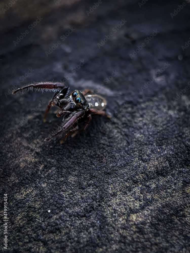 Metacyrba taeniola is a species of spider in the family Salticidae, the jumping spiders. Selective focus.