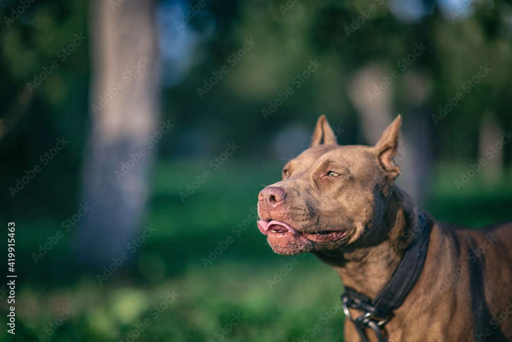 Portrait of a formidable pit bull terrier on a summer meadow in the grass, close-up. Portrait of a formidable pit bull terrier on a summer meadow in the grass, close-up.