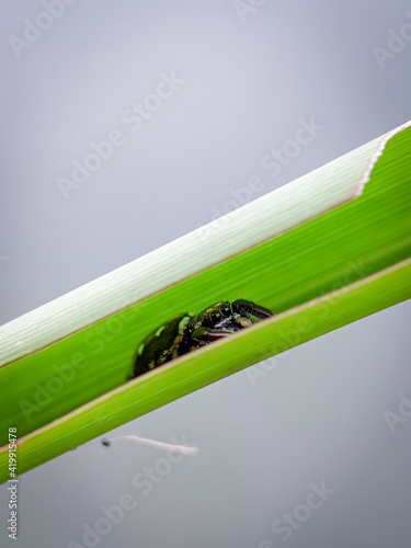 The beautiful spiders shelter under the leaves isolated with blur background. Selective focus or defocused or random focus. 