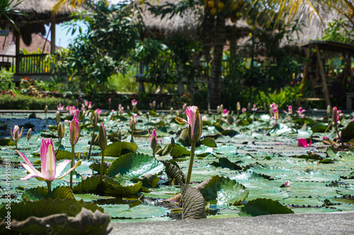 Water lily pond. Tropical garden with palms and flowers.