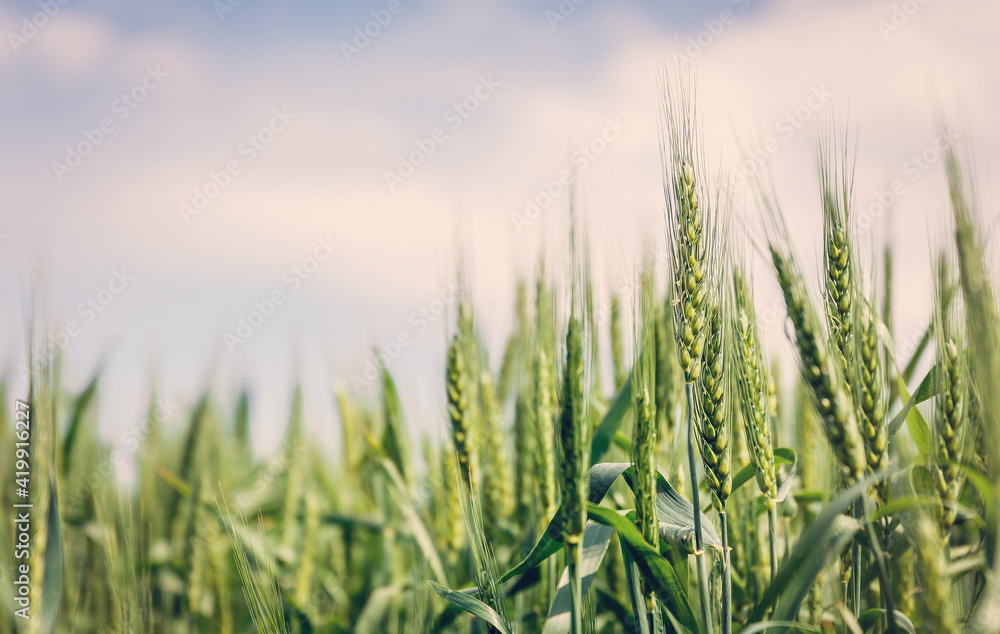 Fototapeta premium Wheat field image. View on fresh ears of young green wheat and on nature in spring summer field close-up. With free space for text on a soft blurry sky background