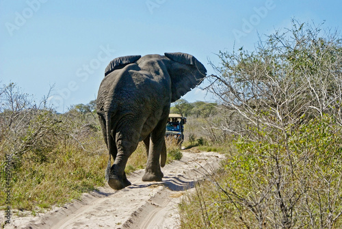 A bull elephant blocks a safari vehicle on a dirt track at Tembe National Elephant Park, South Africa.