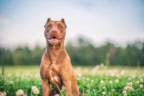 Fototapeta Naklejka Na Ścianę i Meble -  Portrait of a formidable pit bull terrier on a summer meadow in the grass, close-up.