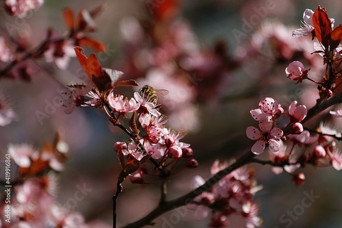 Kwitnące drzewo. Spring tree