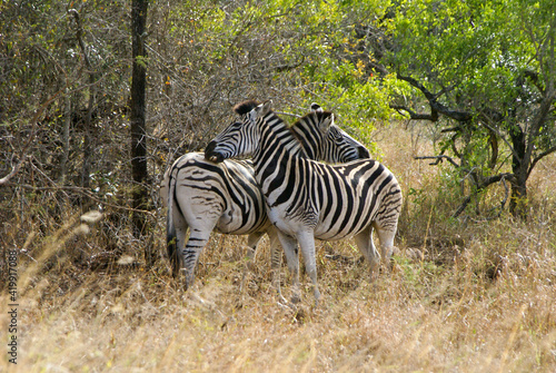 Burchell s zebras grooming  Hluhluwe Game Reserve  Kwazulu-Natal  South Africa