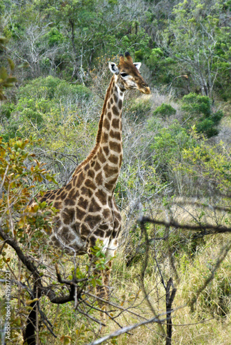 Southern giraffe  Hluhluwe Game Reserve  Kwazulu-Natal  South Africa