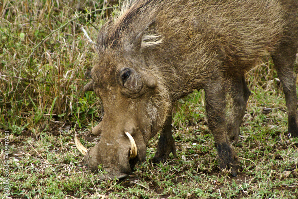 Male warthog grazing, Hluhluwe Game Reserve, Kwazulu-Natal, South Africa Male warthog grazing, Hluhluwe Game Reserve, Kwazulu-Natal, South Africa