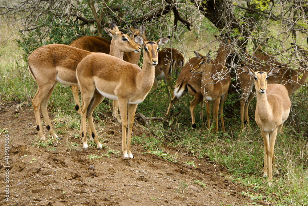 Female impalas sheltering from rain, Hluhluwe Game Reserve, Kwazulu-Natal, South Africa Female impalas sheltering from rain, Hluhluwe Game Reserve, Kwazulu-Natal, South Africa