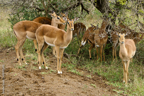 Fototapeta Naklejka Na Ścianę i Meble -  Female impalas sheltering from rain, Hluhluwe Game Reserve, Kwazulu-Natal, South Africa
