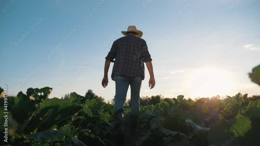 Agriculture. farmer man walks through green field of plantation at sunset. Senior farmer agronomist in rubber boots in field.Farmer works at sunset agronomist field. Senior farmer in hat, boots walks. Agriculture. farmer man walks through green field of plantation at sunset. Senior farmer agronomist in rubber boots in field.Farmer works at sunset agronomist field. Senior farmer in hat, boots walks.