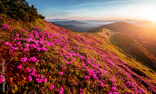 Wonderful morning alpine scenery Beautiful view on purple flowers rhododendron on summer highlands, Landscape of wild area, Amazing nature scenery. Carpathian mountains. small depth of field