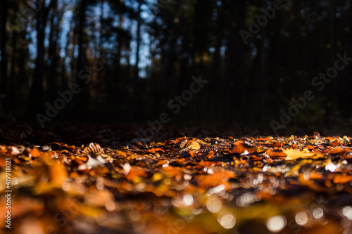 Herbstlaub im Wald im Gegenlicht