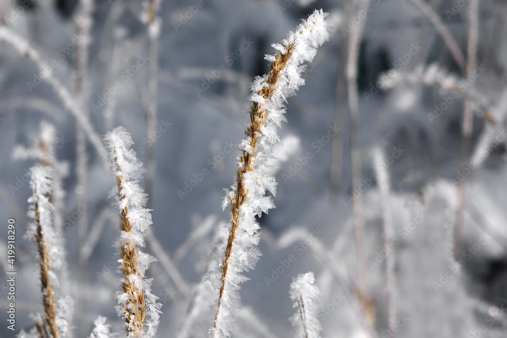 Grasses with ice crystals