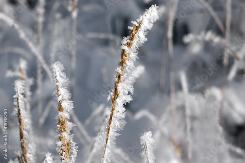 Grasses with ice crystals © Stockfotos