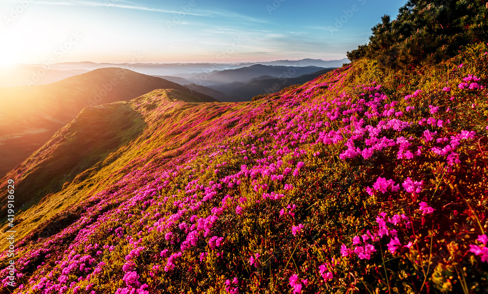 Obraz premium Breathtaking nature scenery during sunset. Scenic image of fairy-tale highland in sunlit. Incredible foggy morning in mountains with amazing pink rhododenndron flovers. Picture of wild area. postcard