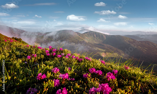 Scenic image of mountain landscape at summer time. Wonderful nature scenery with mountains  perfect blue sky and fresh pink rhododendron flowers on foreground. Amazing nature lanscape background 