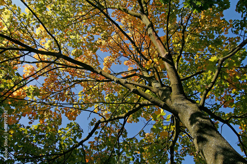 Acer platanoides, Spitz-Ahorn im Herbst (Norway Maple)