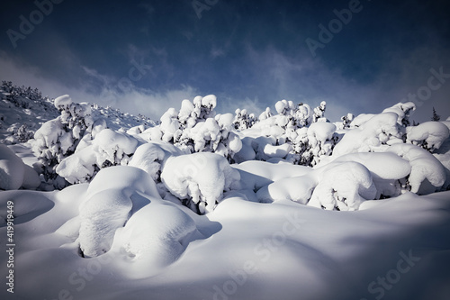 Beautiful winter landscape with perfect blue sky with cloud over snow covered trees. Stunning Winter nature . Amazing natural scenery. Wonderful Carpathian mountains in wintertime. Christmas concept