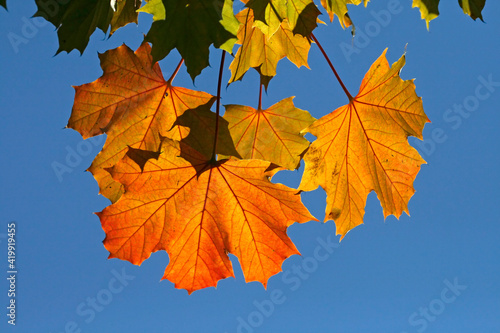 Acer platanoides  Spitz-Ahorn im Herbst  Norway Maple 