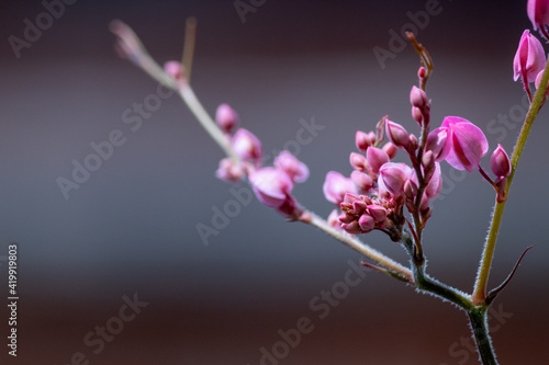 FLORES DE TREPADEIRA CHAMADA Amor-agarradinho. ESPAÇOS LIVRE NO FUNDO. Antigonon leptopus photo