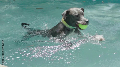 pit bull dog swimming in the pool in the park. Sunny day in Rio de Janeiro.